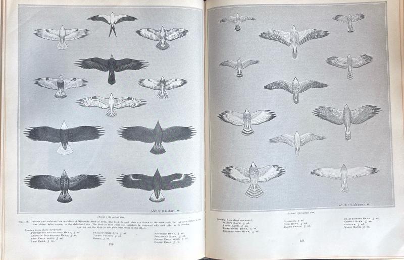 The Birds of Minnesota Vol I — image 4
