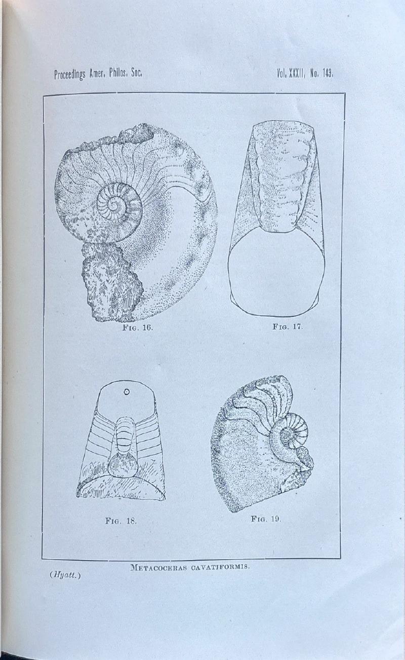 Phylogeny of an Acquired Characteristic — image 5