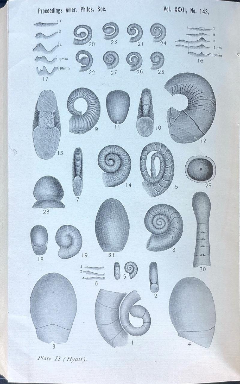 Phylogeny of an Acquired Characteristic — image 5