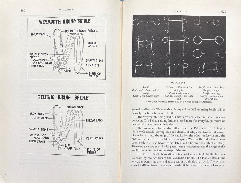 The Horse: Judging, Breeding, Feeding, Management, and Selling — image 5