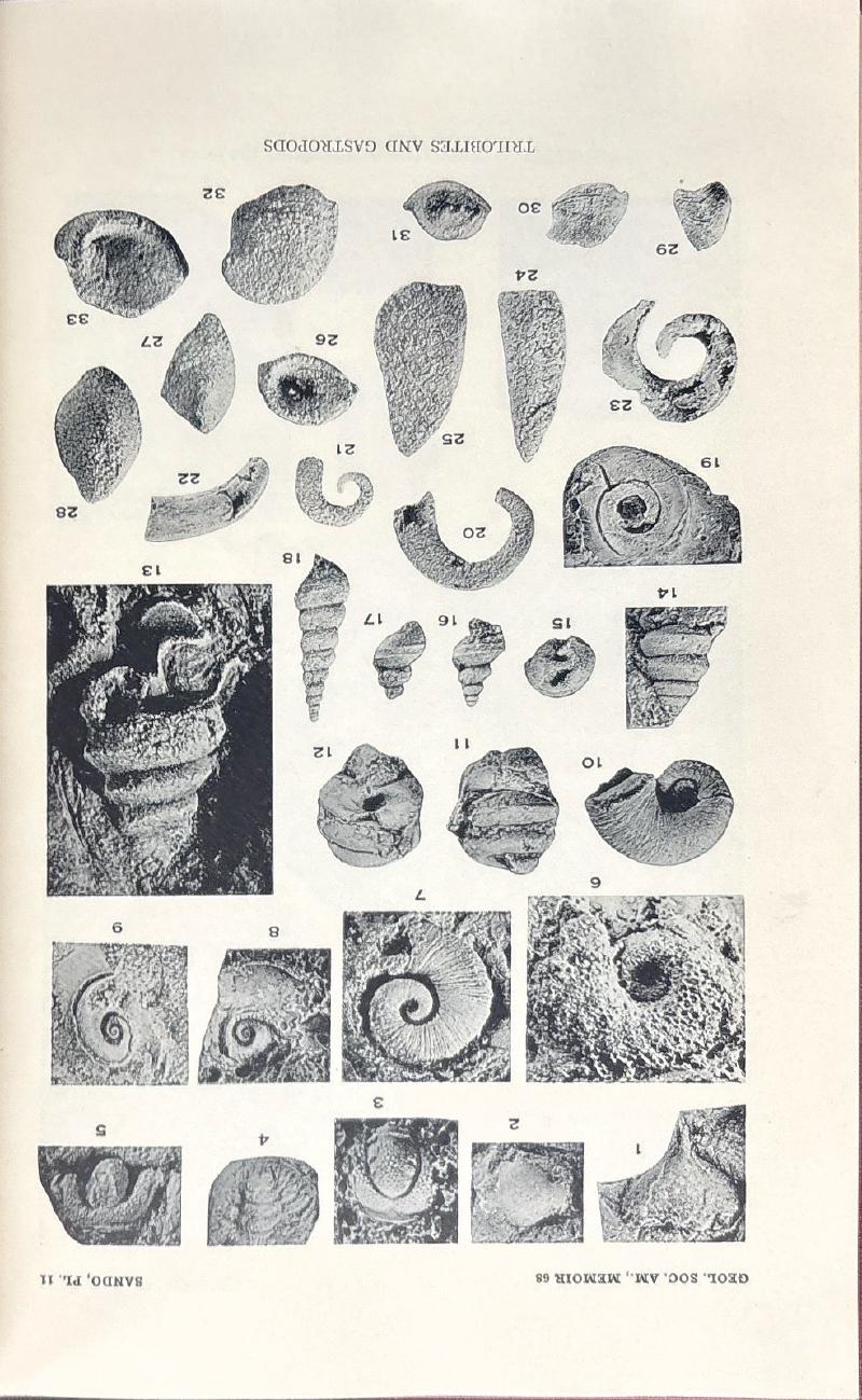 Beekmantown Group (Lower Ordovician) of Maryland — image 4