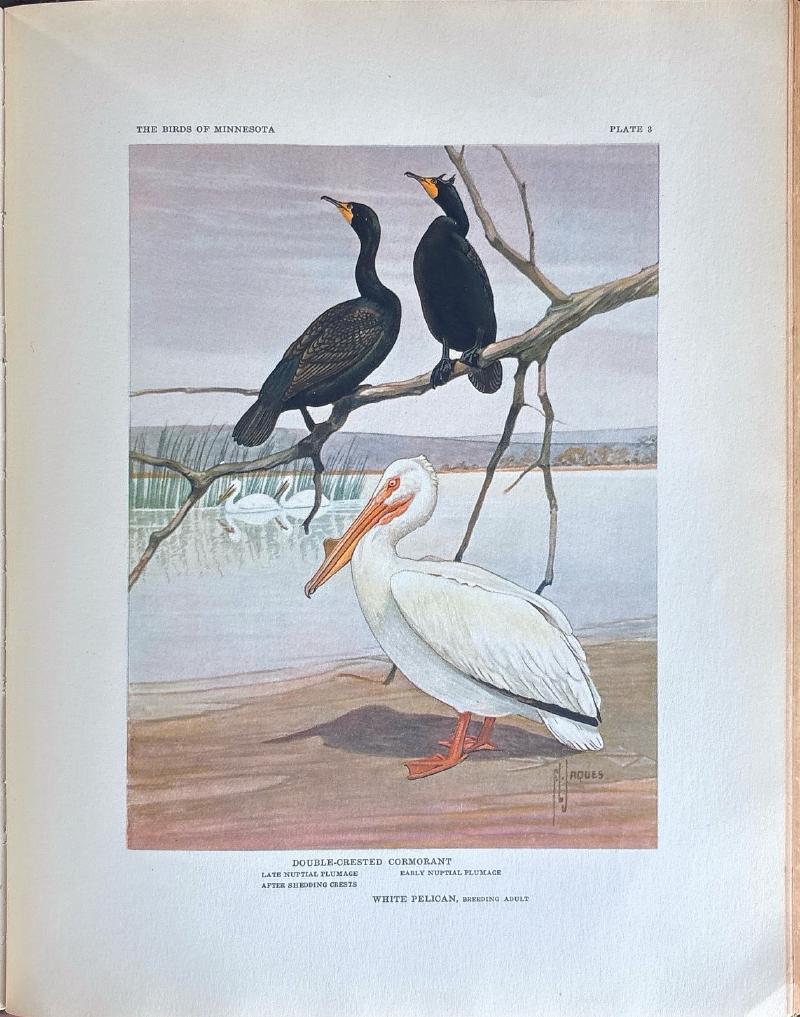 The Birds of Minnesota Vol I — image 5