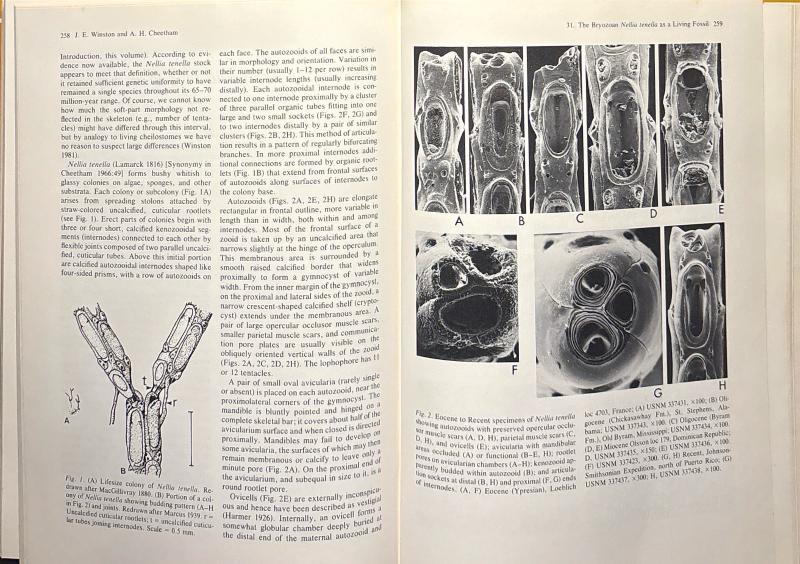 Living Fossils: Casebooks in Earth Sciences — image 4