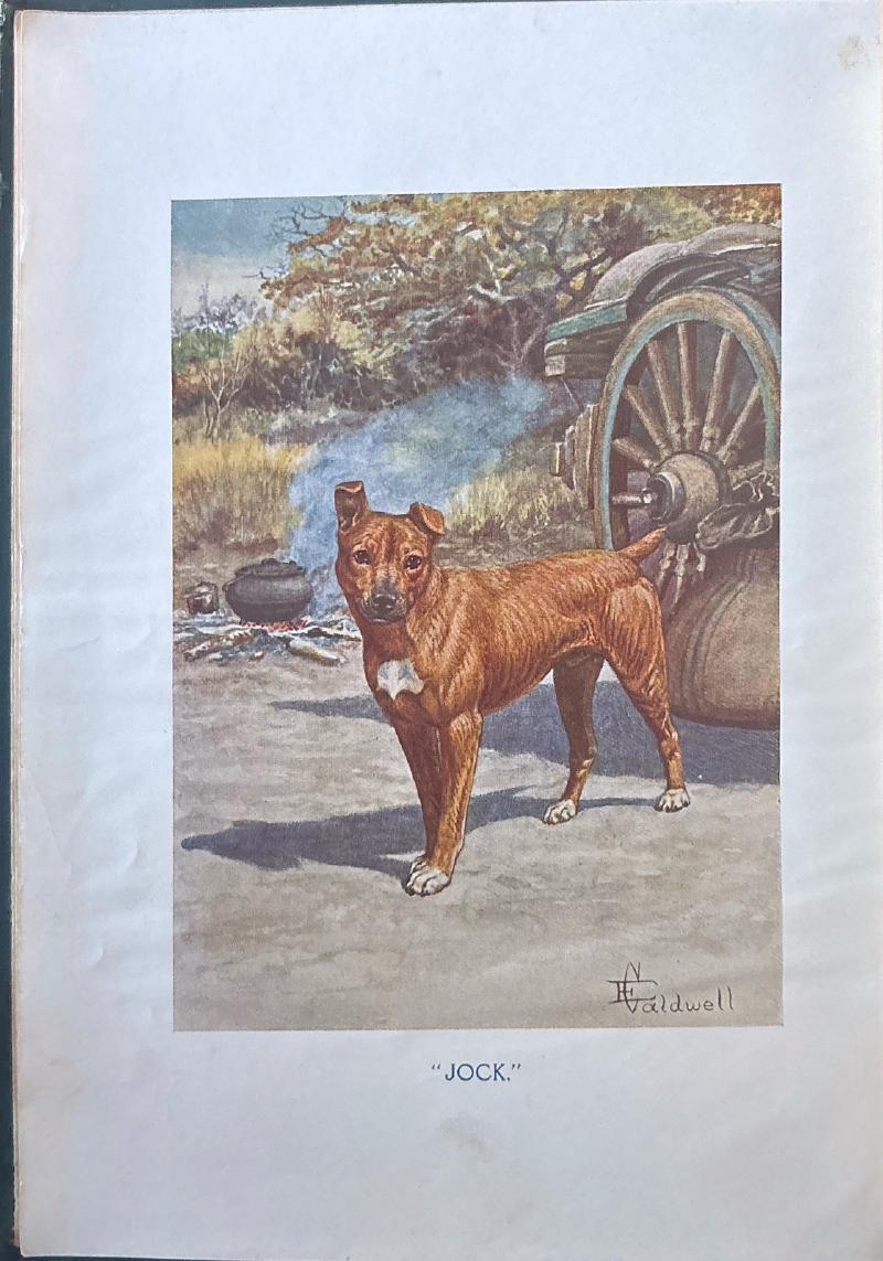Jock of the Bushveld — image 2